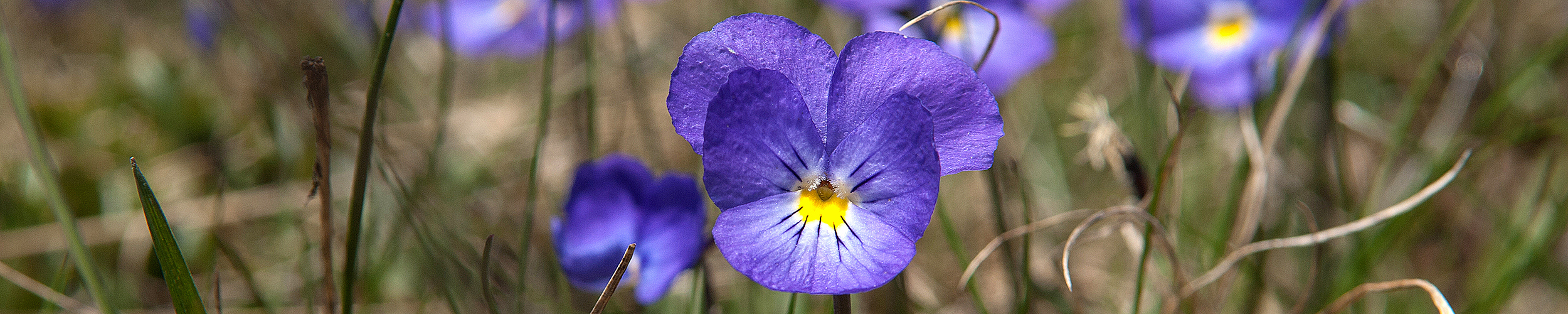 Slide background